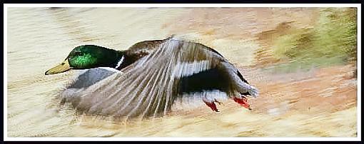 Mallard in Flight-mallard-flight-2a.jpg