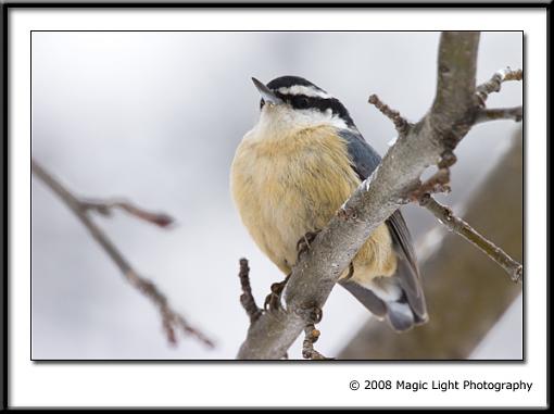 Tube Birds-crw_3745.jpg