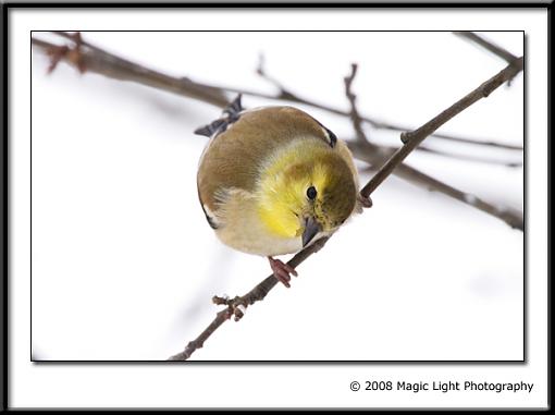 Tube Birds-crw_3747.jpg