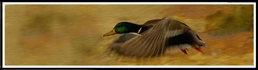 Mallard in Flight-ken.jpg