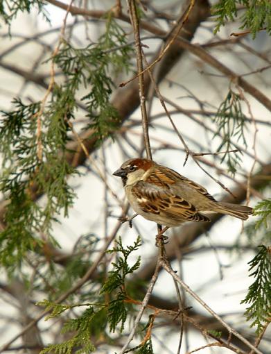 Feeder friends-p1261226resize.jpg