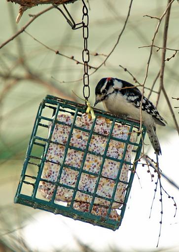 Feeder friends-p1251135resize.jpg