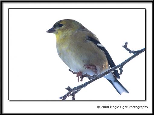 Tube Birds-crw_3780.jpg