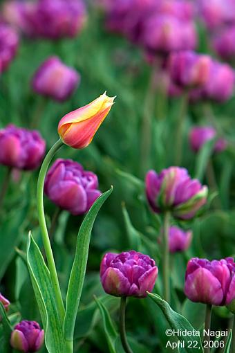 Spring has Sprung-spring-flower-1.jpg