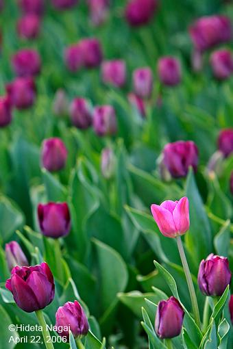 Spring has Sprung-spring-flower-2.jpg