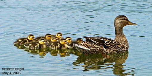 Spring has Sprung-ducklings.jpg