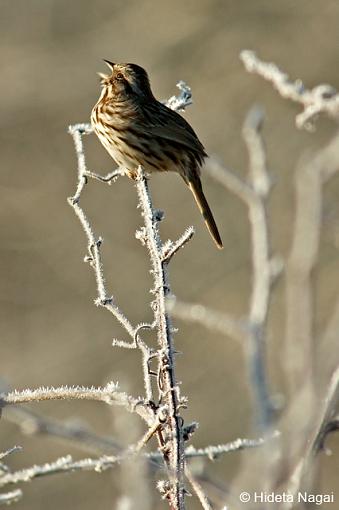 Spring has Sprung-spring-sparrow-1.jpg