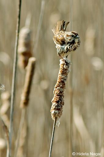 Spring has Sprung-spring-sparrow-2.jpg