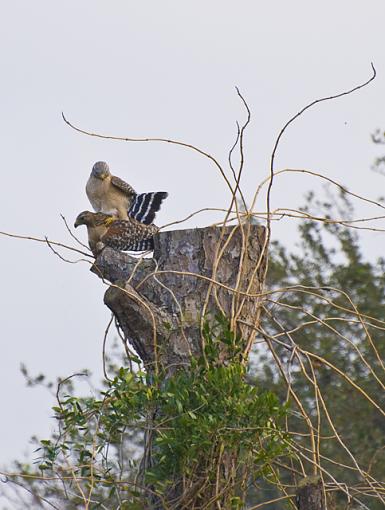 Spring has Sprung-mating-red-shouldered-hawks.jpg