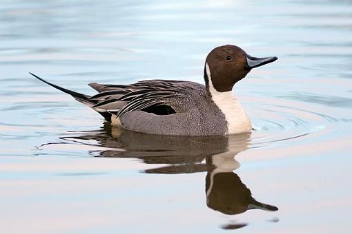 Winter 07-08 Bird ID thread.-duck-water.jpg