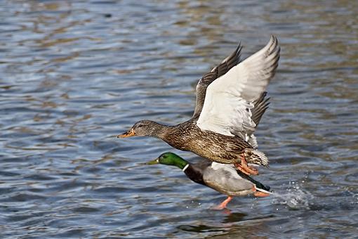 Running Vs Flying-running-vs-flying.jpg