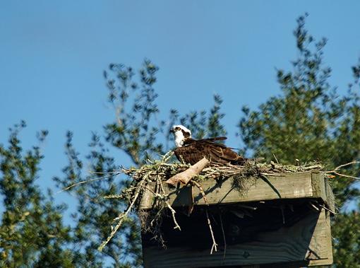 Vacation Birding-p2140117resize.jpg