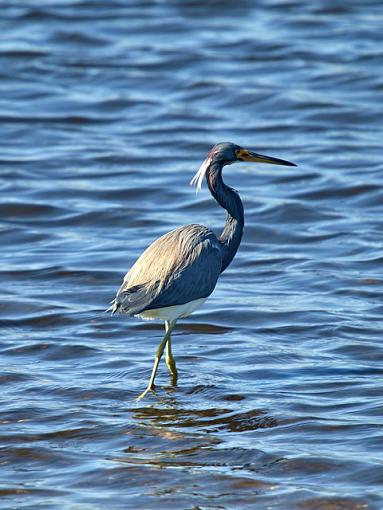 Vacation Birding-p2140226resize.jpg