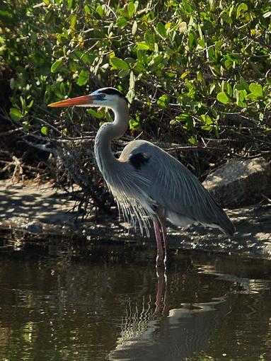 Vacation Birding-p2140349resize.jpg