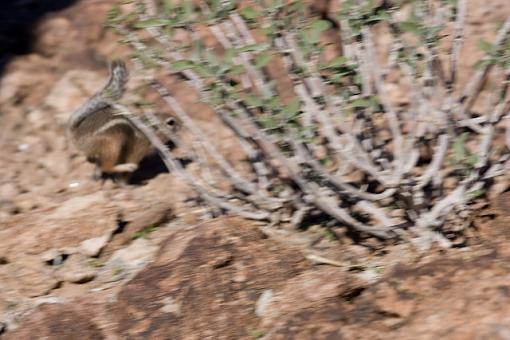 Dam squirrels-vv9w7852.jpg