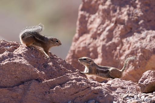 Dam squirrels-vv9w7847.jpg