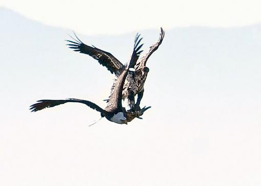 Robbed in mid-air-eagle-fight.jpg