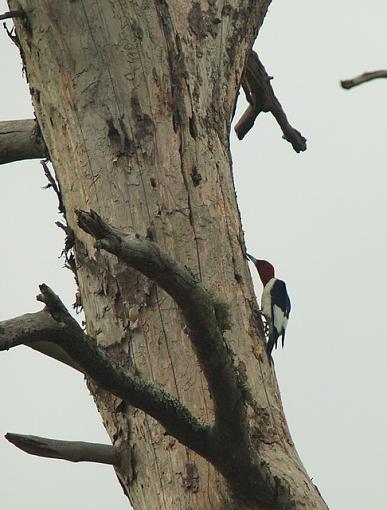 Red Headed Woodpecker-p2181364resize.jpg