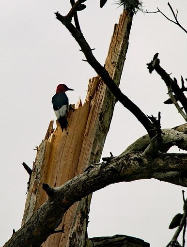 Red Headed Woodpecker-p2181409resize.jpg