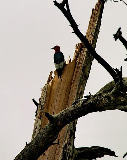 Red Headed Woodpecker-p2181413resize.jpg