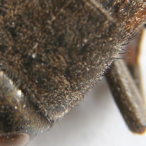 Macro Lens question-crop.jpg