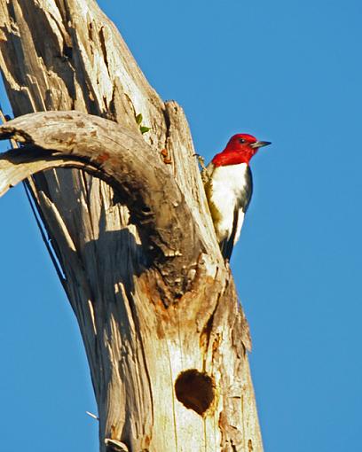 Red Headed Woodpecker-p2191831resize.jpg