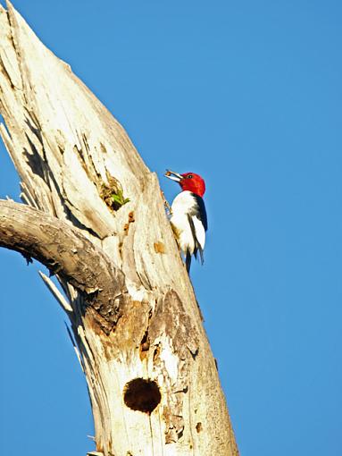 Red Headed Woodpecker-p2191856resize.jpg