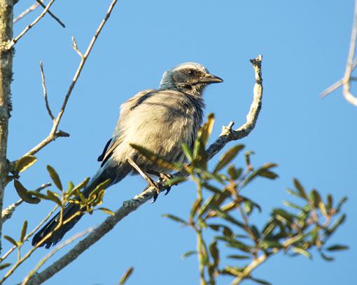 Florida Scrub Jay-p2191778resize.jpg