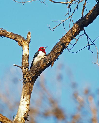 Red Headed Woodpecker-p2191901resize.jpg