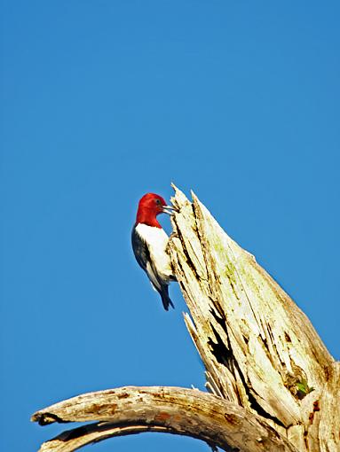 Red Headed Woodpecker-p2191860resize.jpg