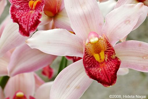 Visit to the Conservatory-fpc-blooms-.jpg