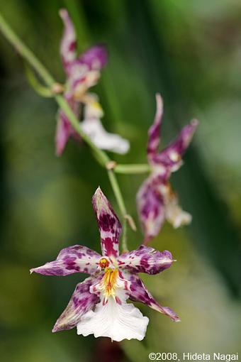 Visit to the Conservatory-fpc-blooms-b.jpg