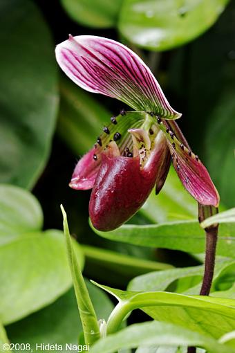 Visit to the Conservatory-fpc-blooms-d.jpg