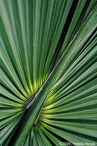 Visit to the Conservatory-fpc-abstracts-c.jpg