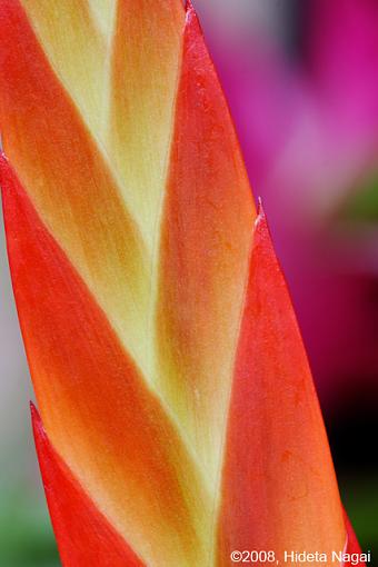 Visit to the Conservatory-fpc-abstracts-d.jpg