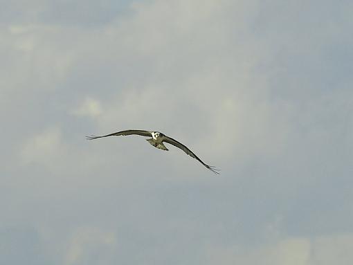 Osprey in flight-p2171036resize.jpg