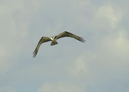 Osprey in flight-p2171038resize.jpg