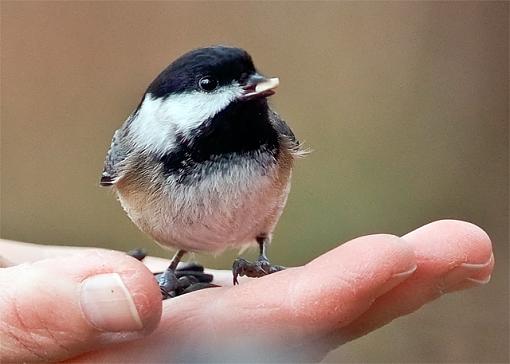 A little bird-little-cutie.jpg