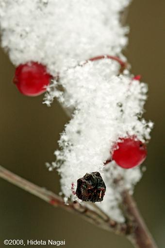 Snow and Ice-gentle-snow-2.jpg