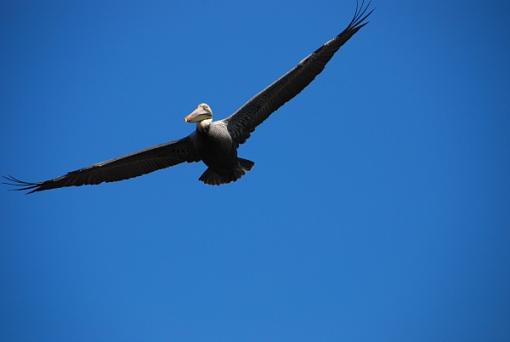 Pelican fly by-dsc_1469.jpg