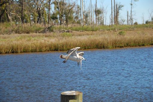 By the water-dsc_1454.jpg