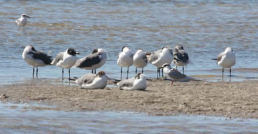 My first efforts are Birds.-siesta-key.1.jpg