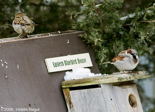 Just for Fun - Birds Can't Read-jff-sparrows.jpg