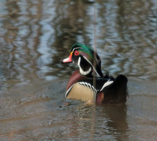 Winter 07-08 Bird ID thread.-0237a.jpg