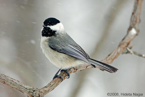 Blizzard Birds-blizzard-birds-1.jpg