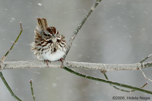 Blizzard Birds-blizzard-birds-5.jpg