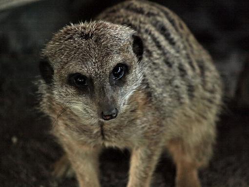 Meerkats - Toronto Zoo March 12 2008-p3122247edit.jpg