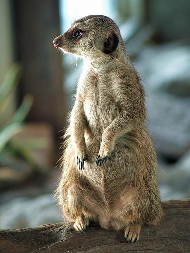 Meerkats - Toronto Zoo March 12 2008-p3122291edit.jpg