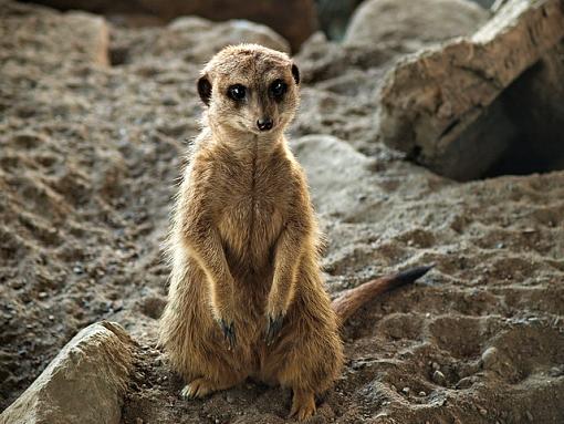 Meerkats - Toronto Zoo March 12 2008-p3122314edit.jpg