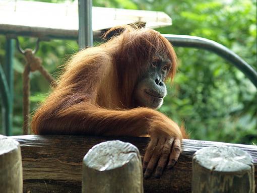 Last post from the Toronto Zoo-p3122056edit.jpg